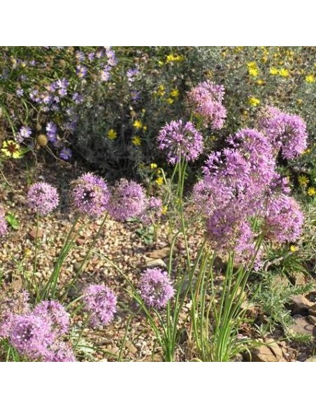 Allium stellatum (Ail étoilé du Canada)