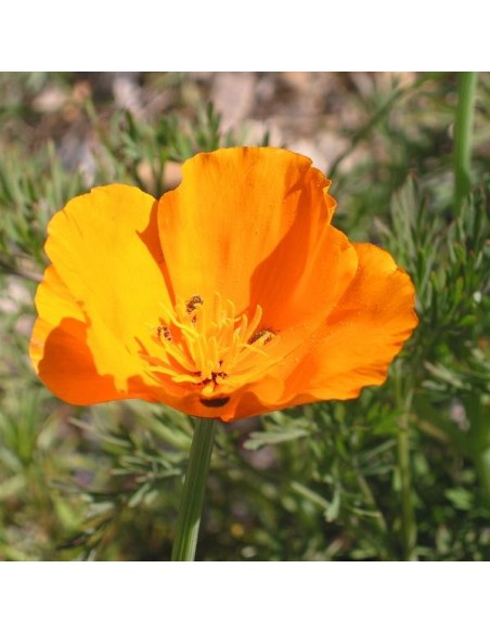 Eschscholzia california (Pavot de Californie)
