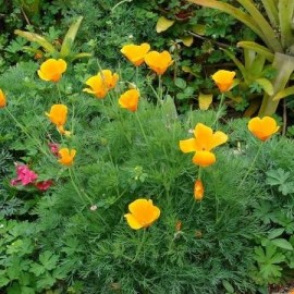 Eschscholzia california (Pavot de Californie)