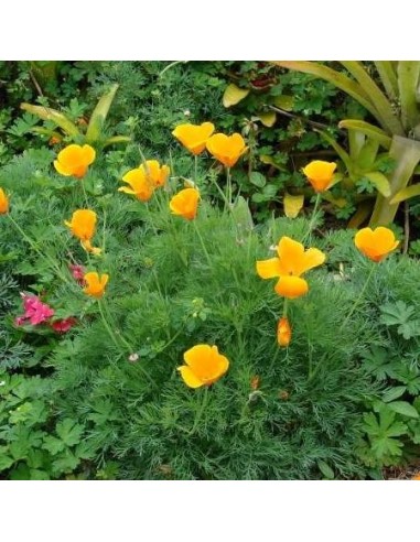 Eschscholzia california (Pavot de Californie)