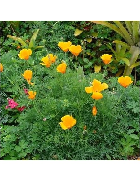 Eschscholzia california (Pavot de Californie)