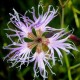 Dianthus superbus (Oeillet superbe)