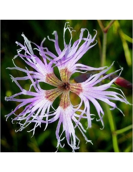 Dianthus superbus (Oeillet superbe)