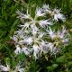 Dianthus superbus (Oeillet superbe)
