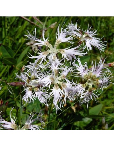 Dianthus superbus (Oeillet superbe)