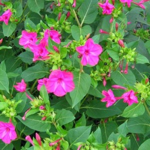 Belle De Nuit A Fleur Rose Engrainetoi Com