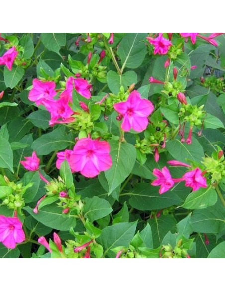 Mirabilis jalapa Rose  (Belle de jour)