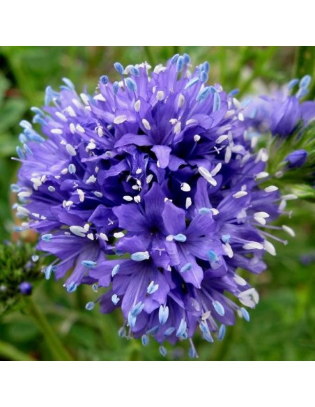 Gilia capitata