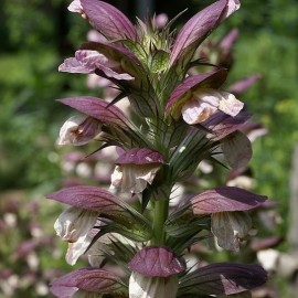 Acanthus mollis (Acanthe)