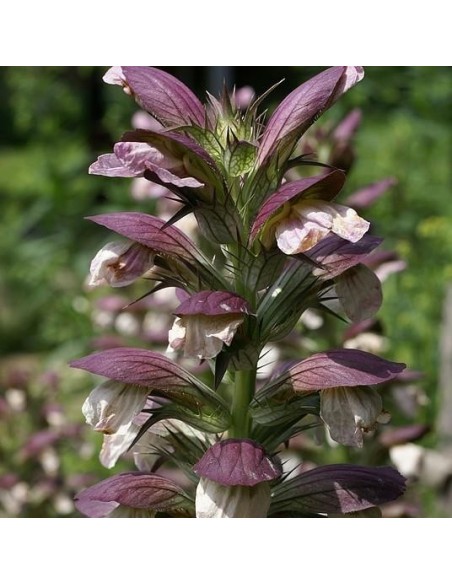 Acanthus mollis (Acanthe)