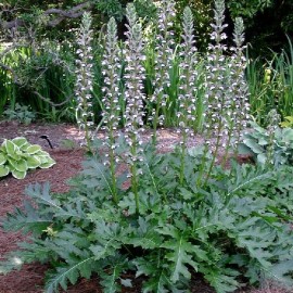 Acanthus mollis (Acanthe)