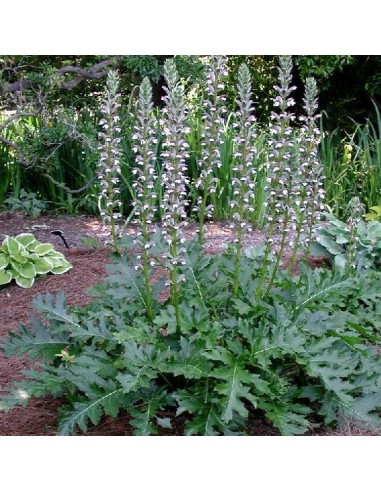 Acanthus mollis (Acanthe)