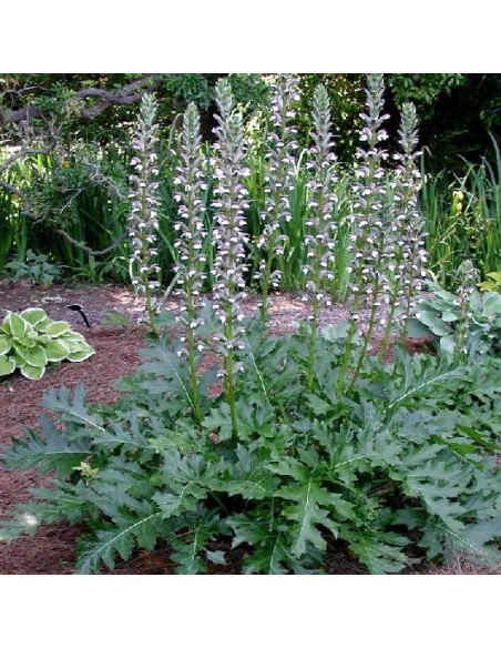Acanthus mollis (Acanthe)