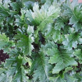 Acanthus mollis (Acanthe)