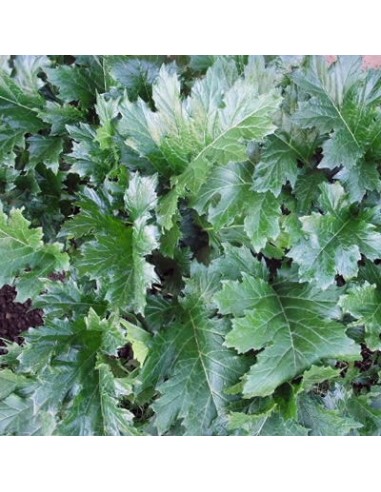Acanthus mollis (Acanthe)