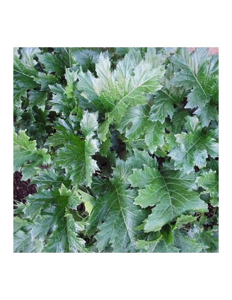 Acanthus mollis (Acanthe)