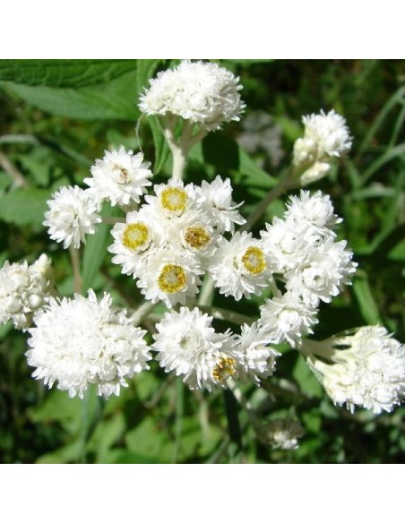 Anaphalis margaritacea (Immortelle d'argent)