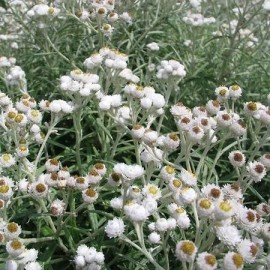 Anaphalis margaritacea (Immortelle d'argent)