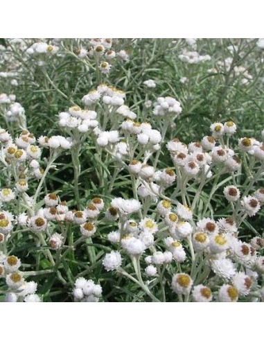 Anaphalis margaritacea (Immortelle d'argent)
