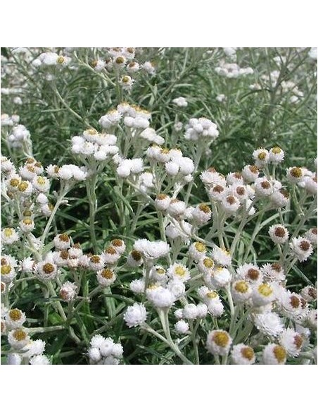 Anaphalis margaritacea (Immortelle d'argent)
