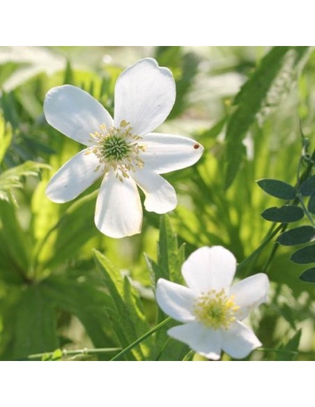 Anemone canadensis (Anémone du Canada)