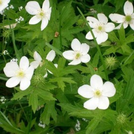 Anemone canadensis (Anémone du Canada)