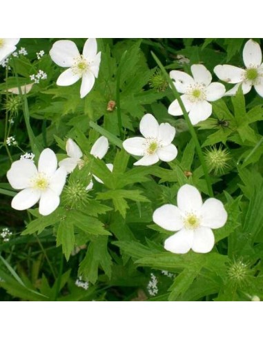 Anemone canadensis (Anémone du Canada)