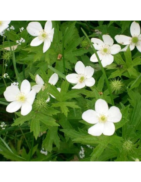Anemone canadensis (Anémone du Canada)