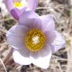 Anemone patens wolfgangiana (Crocus des prairies)