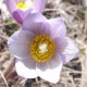 Anemone patens wolfgangiana (Crocus des prairies)