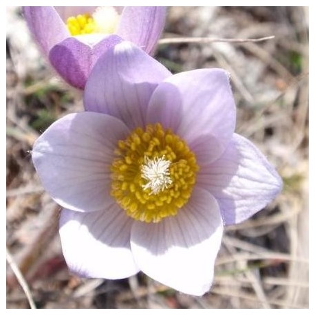 Anemone patens wolfgangiana (Crocus des prairies)