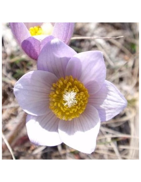 Anemone patens wolfgangiana (Crocus des prairies)