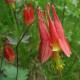 Aquilegia canadensis (Ancolie du Canada)