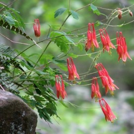 Aquilegia canadensis (Ancolie du Canada)