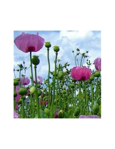 Papaver 'Giganteum' (Pavot à opium)
