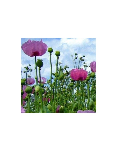 Papaver 'Giganteum' (Pavot à opium)