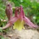 Aquilegia caerulea (Ancolie bleue)