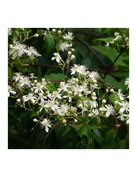 Clematis virginiana (Clématite)