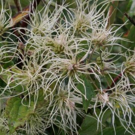 Clematis virginiana (Clématite)