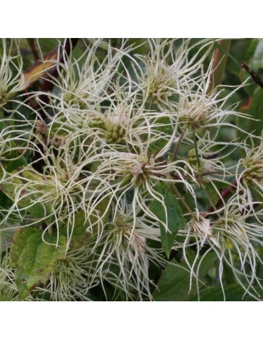 Clematis virginiana (Clématite)