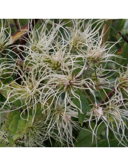 Clematis virginiana (Clématite)