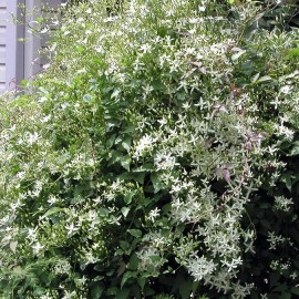 Clematis virginiana (Clématite)