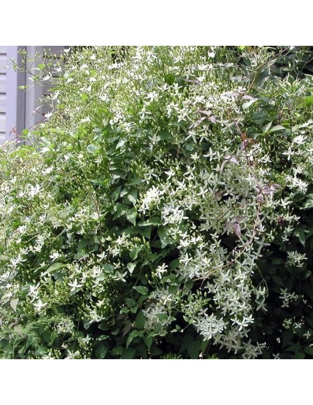 Clematis virginiana (Clématite)