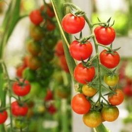 Tomate Red Cherry (tomate cerise ancienne)