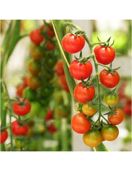 Tomate cerise ancienne 'Small Red Red'