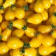 Tomate cerise ancienne 'Poire jaune'