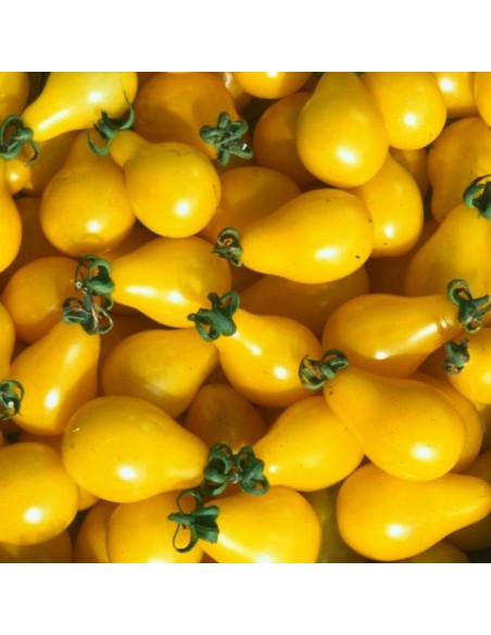 Tomate cerise ancienne 'Poire jaune'