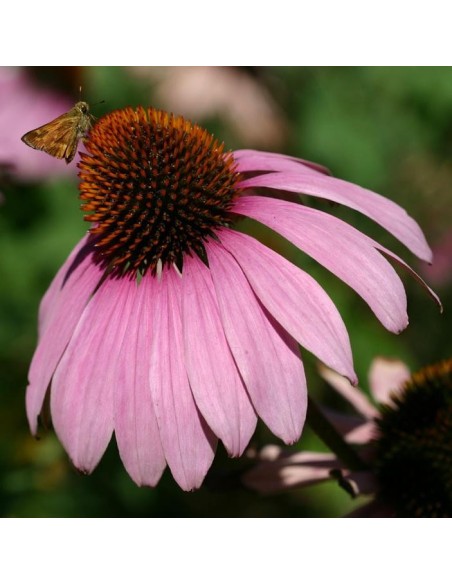 Echinacea purpurea 'Magnus' (Echinacée)