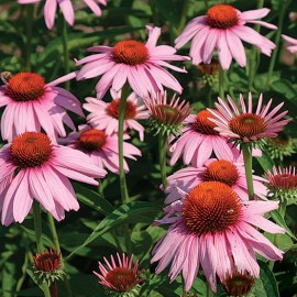 Echinacea purpurea 'Magnus' (Echinacée)