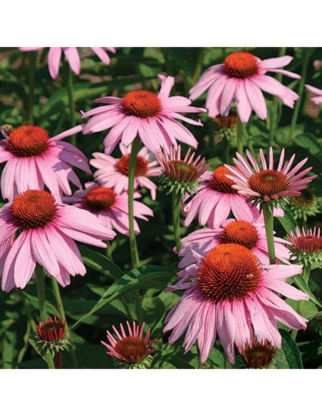 Echinacea purpurea 'Magnus' (Echinacée)